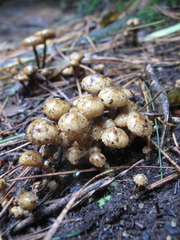 Pholiota subflammans