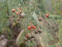 Asparagus umbellatus image