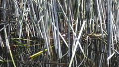 Podilymbus podiceps