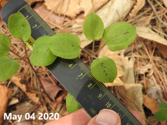 Smilax nipponica