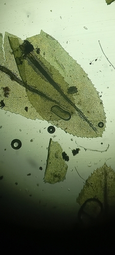 Aulacomnium heterostichum observed 2026-08-02