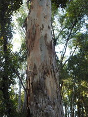 Eucalyptus racemosa