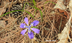 Iris rossii