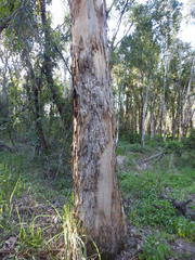 Eucalyptus racemosa
