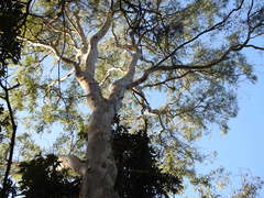 Eucalyptus racemosa