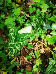 Arum italicum