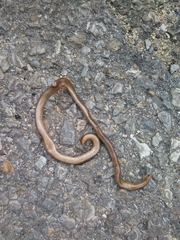 Xerotyphlops vermicularis