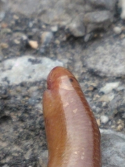 Xerotyphlops vermicularis