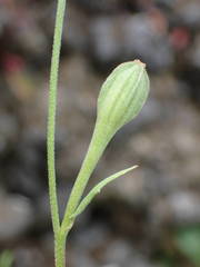 Oenothera rosea image