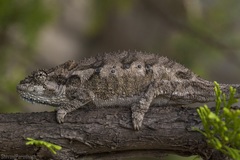 Bradypodion ventrale
