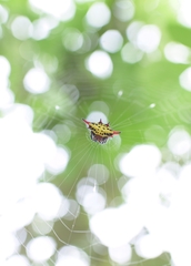 Gasteracantha sauteri