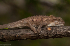 Bradypodion ventrale