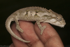 Bradypodion ventrale