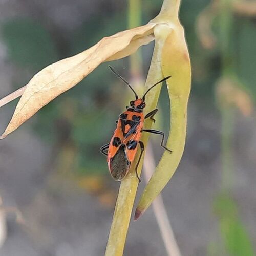 Spotted Firebug