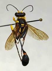 Sceliphron fistularium