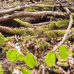 Apodemus flavicollis