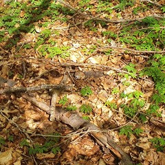 Apodemus flavicollis