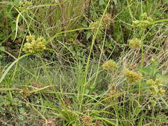 Cyperus eragrostis image