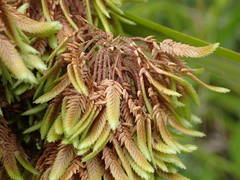 Cyperus eragrostis image