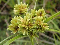 Cyperus eragrostis image