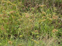 Cyperus eragrostis image