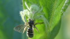 Heriaeus hirtus