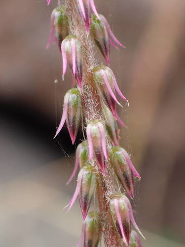 Achyranthes aspera var. sicula image