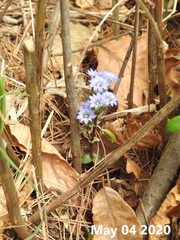 Gentiana squarrosa