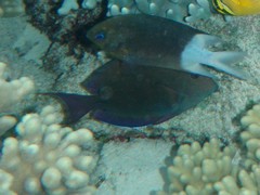 Acanthurus nigrofuscus