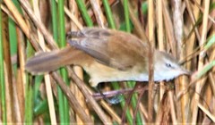 Acrocephalus gracilirostris gracilirostris