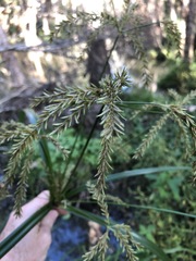 Cyperus exaltatus