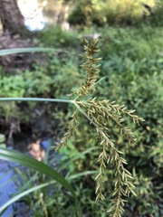 Cyperus exaltatus