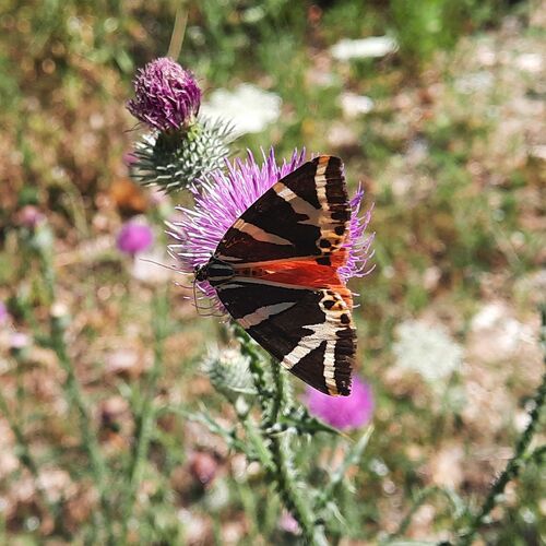 Jersey Tiger