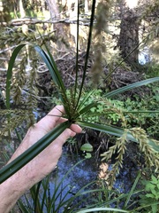 Cyperus exaltatus