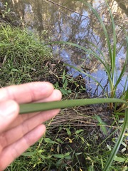 Cyperus exaltatus