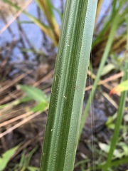 Cyperus exaltatus