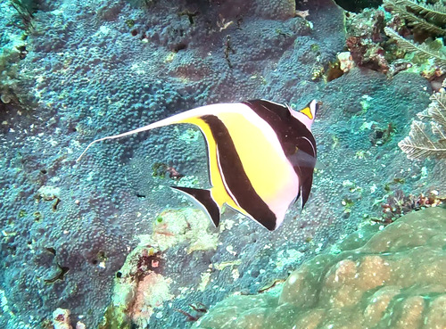 Zanclus cornutus
