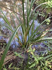Cyperus exaltatus