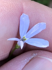 Lobelia stenophylla