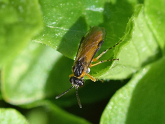 Athalia cordata