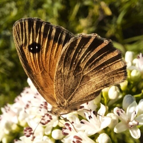 Gatekeeper