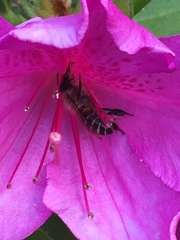 Apis cerana japonica