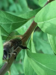 Apis cerana japonica