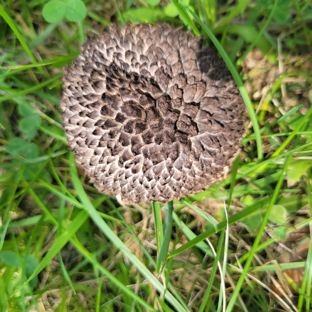 Old-man-of-the-woods · August 2026 · photo: Photo: (c) Matt Pelikan, some rights reserved (CC BY) · iNaturalist
