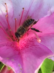 Apis cerana japonica