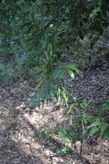 Chamaedorea seifrizii