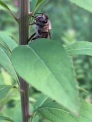 Apis cerana japonica