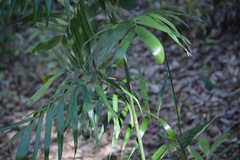 Chamaedorea seifrizii