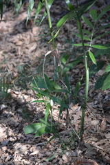 Chamaedorea seifrizii