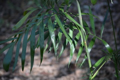 Chamaedorea seifrizii